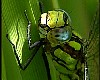 Aeshna cyanea