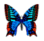The Butterfly WebSite
