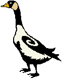 Canada Goose