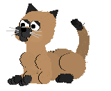 cat licking paws