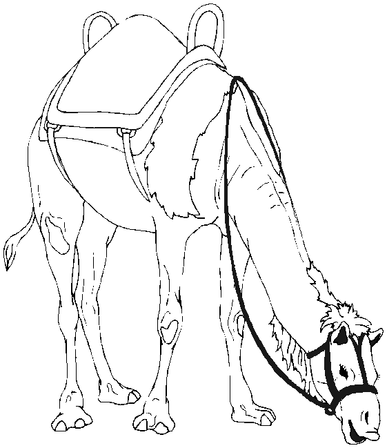 Camel