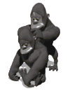 Gorilla