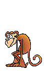 monkey