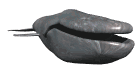 Whale