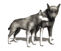 Wolfs