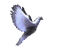 Una Paloma Blanca, or is it Jonathan Livingston Seagull :)