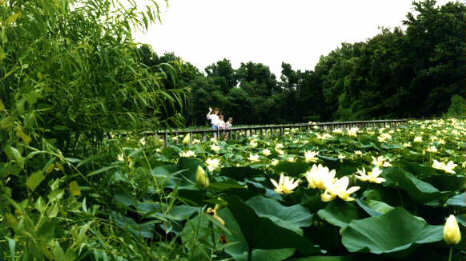at_pond.jpg (27580 bytes)