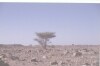 Foto del deserto