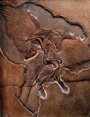 Archaeopteryx - Espcime de Berlim