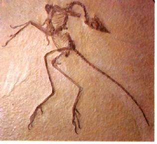 Archaeopteryx - Espcime de Eichsttt 