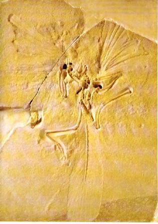 Archaeopteryx - Espcime de Solnhoffen