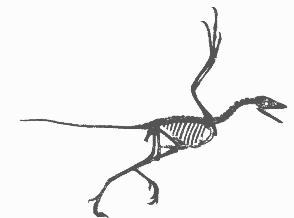 Archaeopteryx