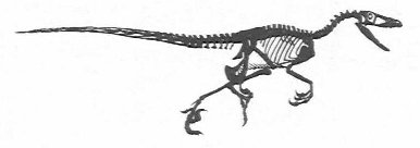 Velociraptor
