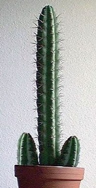 Sheryl's cactus