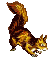 squirrel