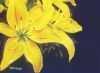 golden_day_lilies  by James Allridge III