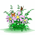 Pretty butterflies