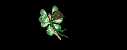 Fairy Fly