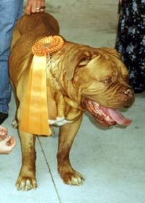 The great Oscar at 8 years of age....Best Veteran in Show
