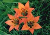 Image of the western red lily