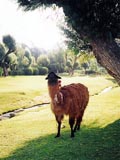 The evil llama that chased me!