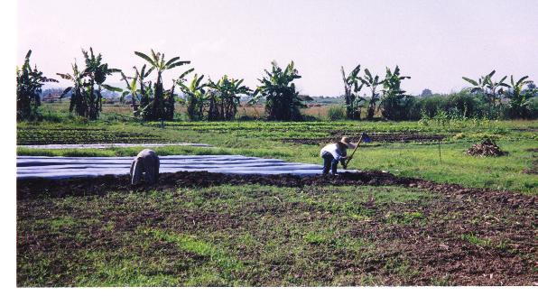 farmers @work.jpg (54658 bytes)