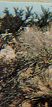 Aguirre Springs