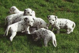 Litter of Givens Dalmatians