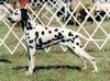 Ch Givens Star Of Igdaliah CGC