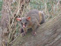 Name That Possum