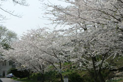 GJS sakura