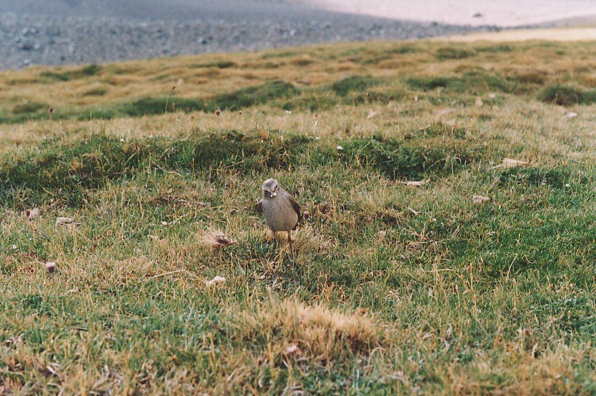 Photograph