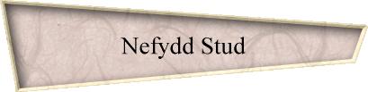 Nefydd Stud