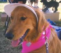 Molly at the dog show