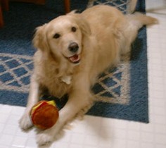 Molly's Dog Pages