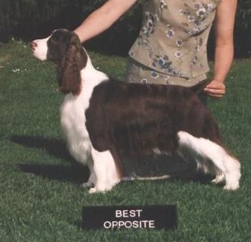 Ch. Gleneire's Georgie Girl