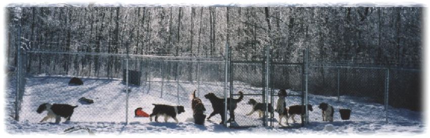 Playing in the snow