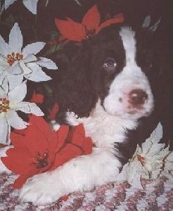Puppy