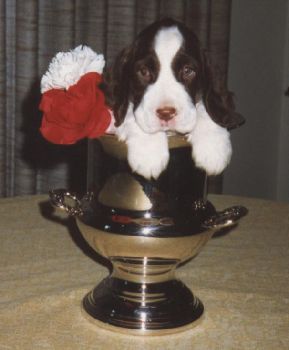 Puppy