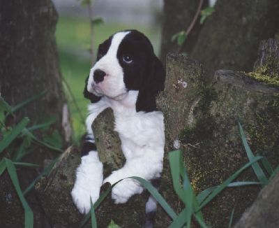 Puppy
