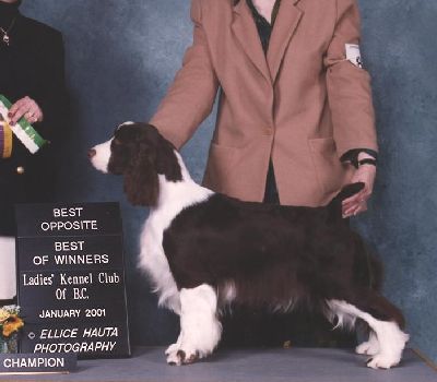 Ch. Gleneire's Serendipity (Sera)