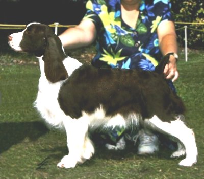 Ch. Gleneire's Betty Boop at Bodil (Sophie)