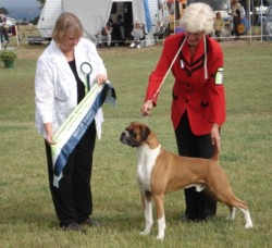 Justin wins BEST IN SHOW under Mrs H Beasley NSW 