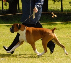 Justin winning BIS under Mr R Bell, Victoria Aust.