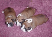 Puppies at 12 days - little fatties