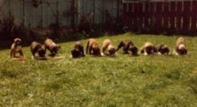 Ch Glenmorne Jucinta - Ginnies 2nd litter