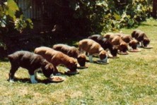 Ch Glenmorne Jucinta Pups (Ginnie) weeks old 