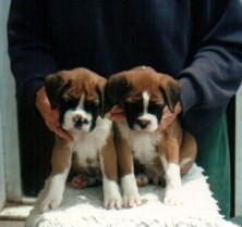 Dakota's 2 Boys 7 weeks old 