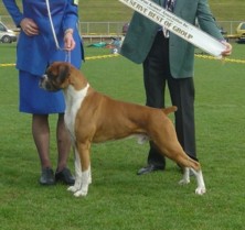 Justin wins NZ Bred in Show
