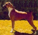 Ch Von Frolik Dashing Lady